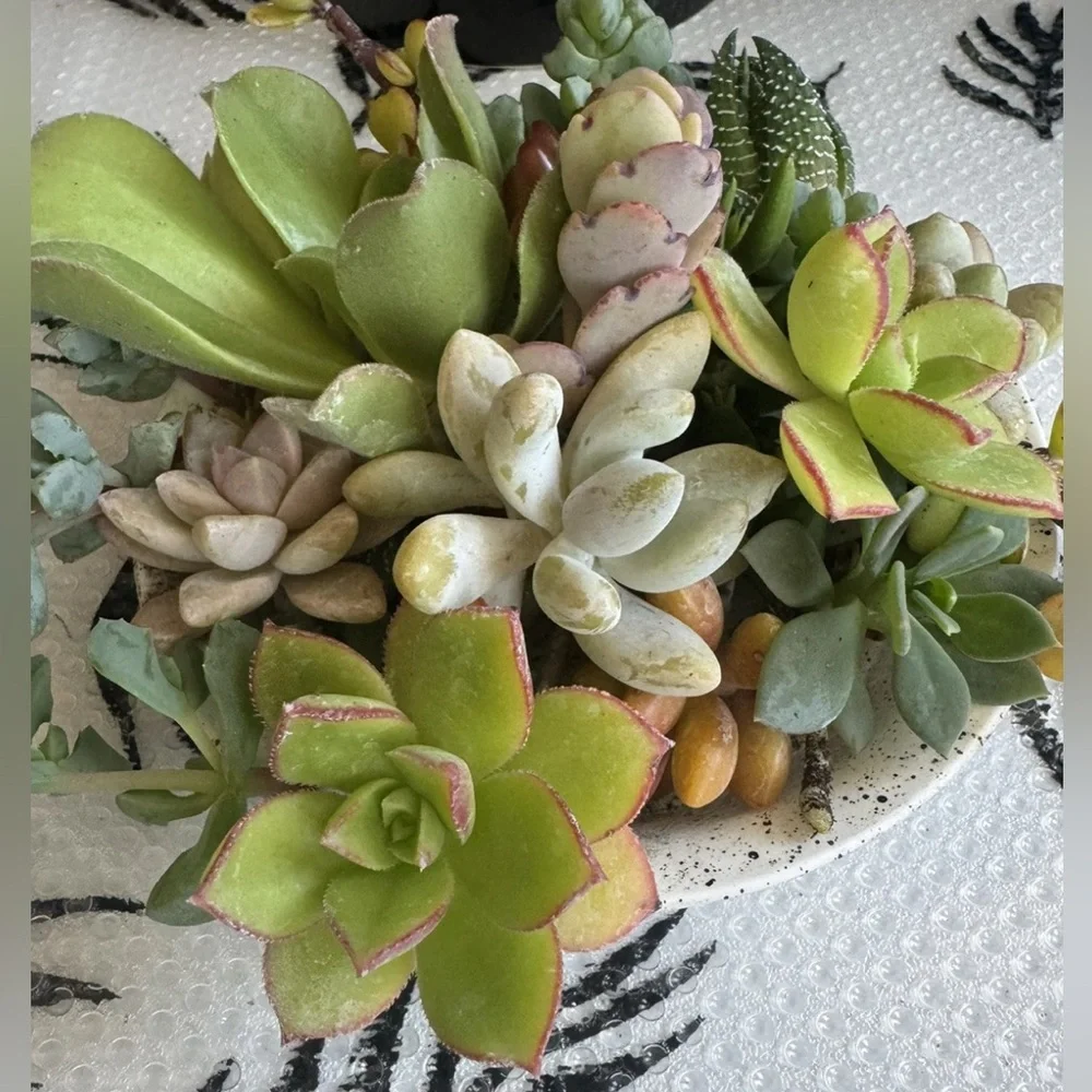 10 Assorted Live Succulent Cutting Clippings—Potting, Dish, Garden, Terrarium